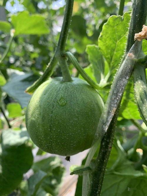 娱乐吃瓜的地方,那些你不知道的“吃瓜”幕后故事