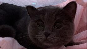 娱乐吃瓜小猫咪