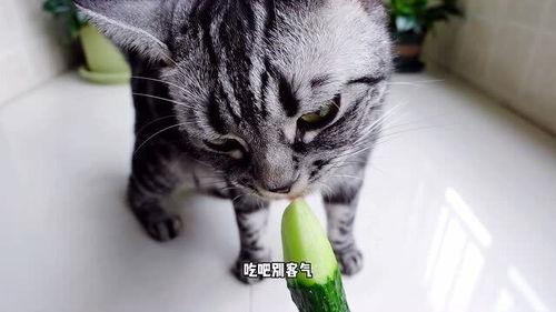 娱乐吃瓜小猫咪