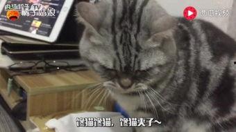 娱乐吃瓜小猫咪