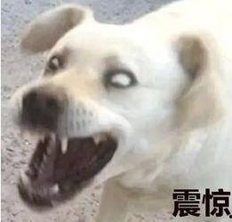 娱乐吃瓜君傻狗的日常,揭秘娱乐圈那些事儿